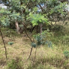 Acacia dealbata subsp. dealbata at University of Canberra - 31 Dec 2023