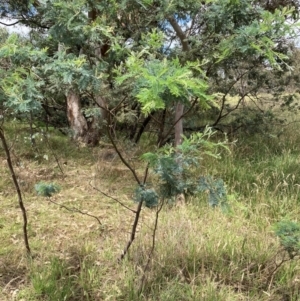 Acacia dealbata subsp. dealbata at University of Canberra - 31 Dec 2023