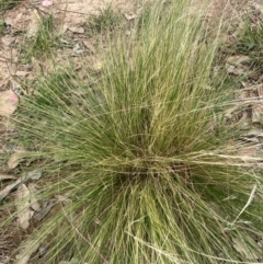 Nassella trichotoma (Serrated Tussock) at University of Canberra - 31 Dec 2023 by JohnGiacon