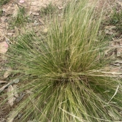 Nassella trichotoma (Serrated Tussock) at Bruce, ACT - 31 Dec 2023 by JohnGiacon