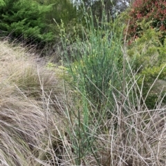 Spartium junceum (Spanish Broom ) at Bruce Ridge to Gossan Hill - 31 Dec 2023 by JohnGiacon