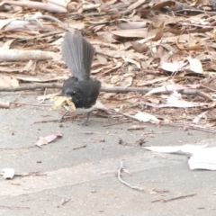 Rhipidura leucophrys (Willie Wagtail) at University of Canberra - 31 Dec 2023 by JohnGiacon