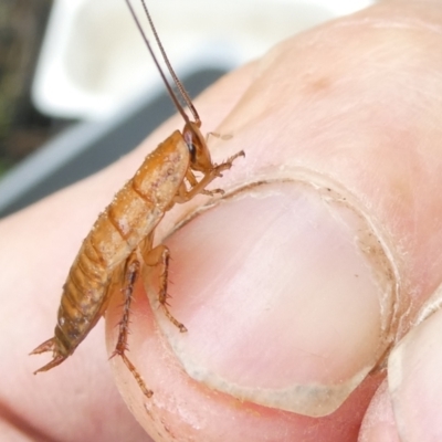 Calolampra sp. (genus) at Belconnen, ACT - 31 Dec 2023 by JohnGiacon