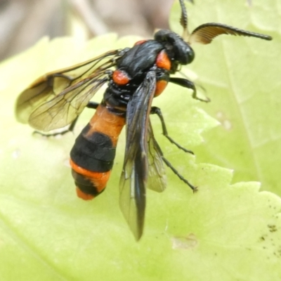 Lophyrotoma interrupta (Cattle Poisoning Sawfly) at Flea Bog Flat to Emu Creek Corridor - 31 Dec 2023 by JohnGiacon