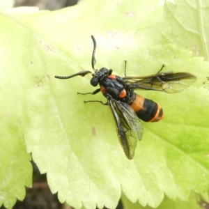 Lophyrotoma interrupta at Emu Creek Belconnen (ECB) - 31 Dec 2023