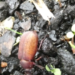 Sericesthis nigrolineata (Dusky pasture scarab) at Flea Bog Flat to Emu Creek Corridor - 31 Dec 2023 by JohnGiacon