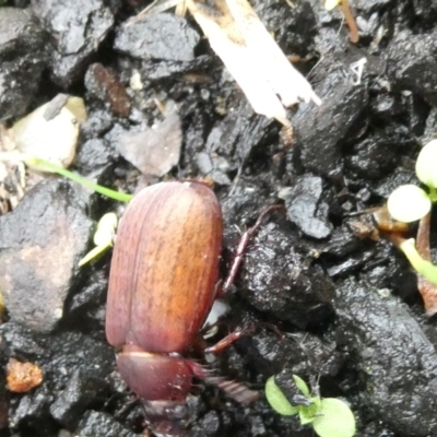 Sericesthis nigrolineata (Dusky pasture scarab) at Emu Creek - 31 Dec 2023 by JohnGiacon