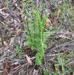 Cheilanthes sieberi subsp. sieberi (Narrow Rock Fern) at Flea Bog Flat to Emu Creek Corridor - 31 Dec 2023 by JohnGiacon
