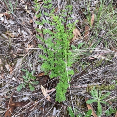 Cheilanthes sieberi subsp. sieberi (Narrow Rock Fern) at Bruce, ACT - 31 Dec 2023 by JohnGiacon