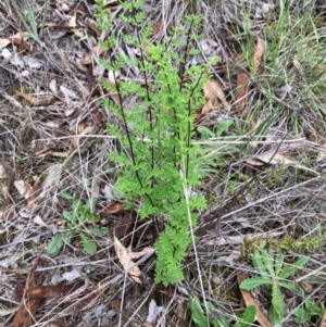 Cheilanthes sieberi subsp. sieberi at Flea Bog Flat to Emu Creek Corridor - 31 Dec 2023