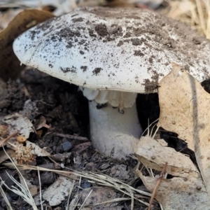 Amanita sp. at Mansfield, VIC - 31 Dec 2023