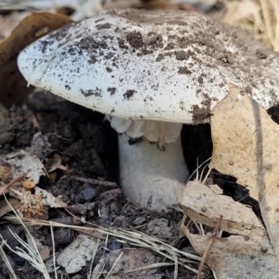 Amanita sp. (Amanita sp.) at Mansfield, VIC - 31 Dec 2023 by trevorpreston