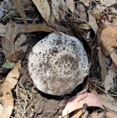 Amanita sp. at Mansfield, VIC - 31 Dec 2023