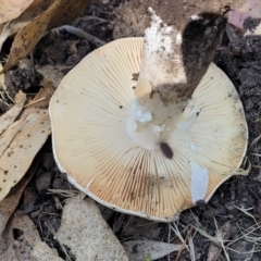 Amanita sp. at Mansfield, VIC - 31 Dec 2023 10:27 AM