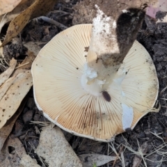 Amanita sp. at Mansfield, VIC - 31 Dec 2023