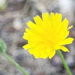 Crepis capillaris (Smooth Hawksbeard) at Mansfield, VIC - 31 Dec 2023 by trevorpreston