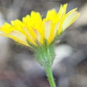 Crepis capillaris at Mansfield, VIC - 31 Dec 2023 10:26 AM