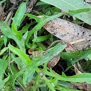 Crepis capillaris at Mansfield, VIC - 31 Dec 2023 10:26 AM