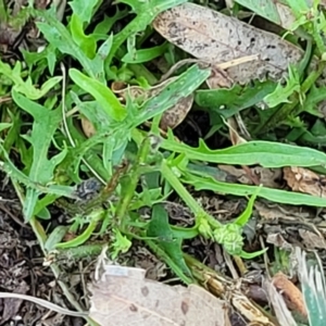 Crepis capillaris at Mansfield, VIC - 31 Dec 2023 10:26 AM