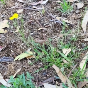 Crepis capillaris at Mansfield, VIC - 31 Dec 2023 10:26 AM