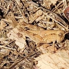 Phaulacridium vittatum (Wingless Grasshopper) at Mansfield, VIC - 31 Dec 2023 by trevorpreston