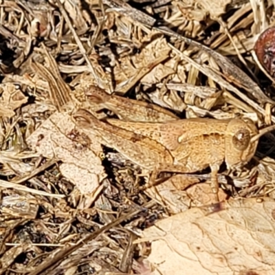 Phaulacridium vittatum (Wingless Grasshopper) at Mansfield, VIC - 30 Dec 2023 by trevorpreston
