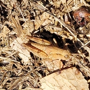 Phaulacridium vittatum at Mansfield, VIC - 31 Dec 2023 10:25 AM