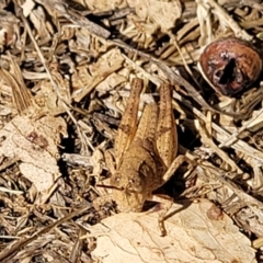 Phaulacridium vittatum at Mansfield, VIC - 31 Dec 2023 10:25 AM