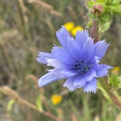 Cichorium intybus (Chicory) at Primrose Valley, NSW - 31 Dec 2023 by JaneR