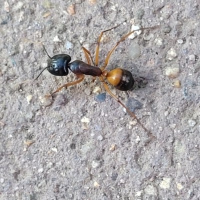 Camponotus consobrinus (Banded sugar ant) at Mansfield, VIC - 31 Dec 2023 by trevorpreston
