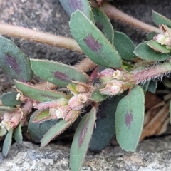 Euphorbia maculata (Eyebane) at Mansfield, VIC - 30 Dec 2023 by trevorpreston