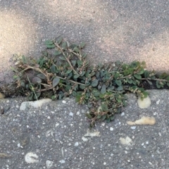 Euphorbia maculata at Mansfield, VIC - 31 Dec 2023 09:24 AM