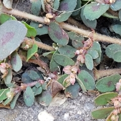 Euphorbia maculata at Mansfield, VIC - 31 Dec 2023 09:24 AM