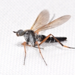 Unidentified Stiletto fly (Therevidae) at Jerrabomberra, NSW - 31 Dec 2023 by DianneClarke