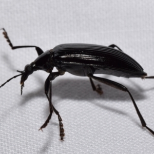 Tanychilus sp. (genus) at QPRC LGA - suppressed