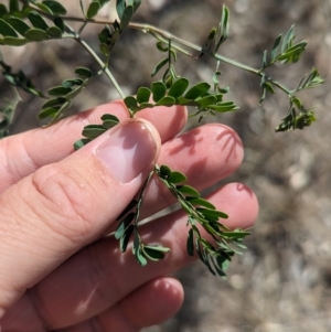 Acacia spectabilis at Wongarbon, NSW - 31 Dec 2023 04:34 PM