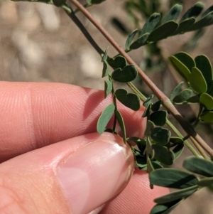 Acacia spectabilis at Wongarbon, NSW - 31 Dec 2023