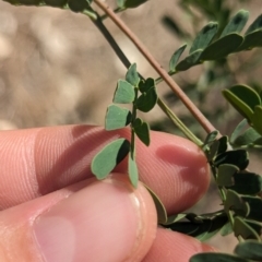 Acacia spectabilis at Wongarbon, NSW - 31 Dec 2023