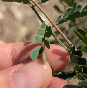 Acacia spectabilis at Wongarbon, NSW - 31 Dec 2023 04:34 PM