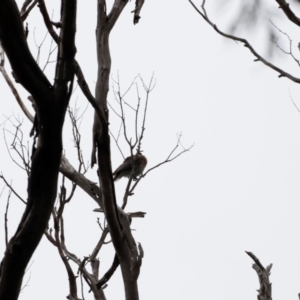 Philemon corniculatus at Ben Boyd National Park - 20 Dec 2023 10:44 AM