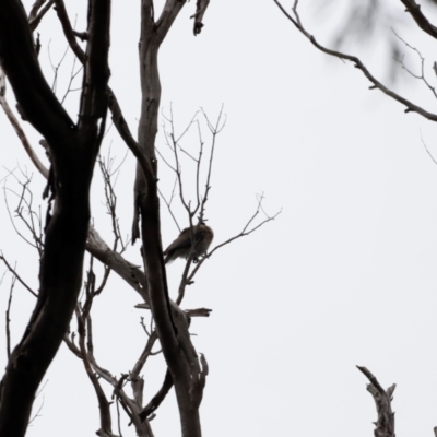Philemon corniculatus (Noisy Friarbird) at Ben Boyd National Park - 19 Dec 2023 by JimL