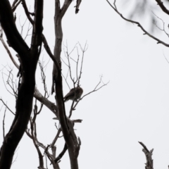 Philemon corniculatus (Noisy Friarbird) at Green Cape, NSW - 19 Dec 2023 by JimL