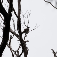 Philemon corniculatus at Beowa National Park - 20 Dec 2023 10:44 AM