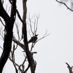 Philemon corniculatus at Ben Boyd National Park - 20 Dec 2023 10:44 AM