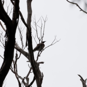Philemon corniculatus at Beowa National Park - 20 Dec 2023 10:44 AM