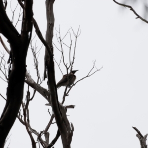 Philemon corniculatus at Ben Boyd National Park - 20 Dec 2023