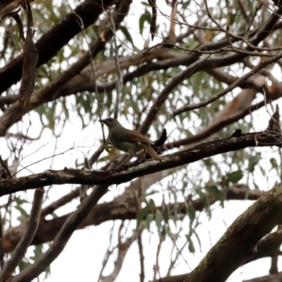 Ptilonorhynchus violaceus (Satin Bowerbird) at Green Cape, NSW - 19 Dec 2023 by JimL