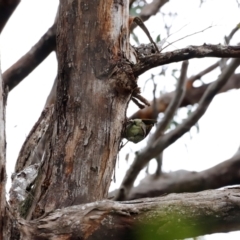 Ptilonorhynchus violaceus at Ben Boyd National Park - 20 Dec 2023