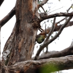 Ptilonorhynchus violaceus at Ben Boyd National Park - 20 Dec 2023