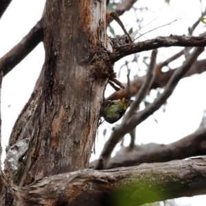 Ptilonorhynchus violaceus at Ben Boyd National Park - 20 Dec 2023